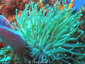 I love this picture - look at the little blue fish by Cheri Denn 